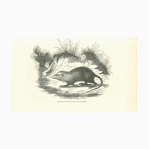Paul Gervais, The Rat, Original Lithograph, 1854