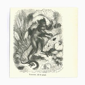 Paul Gervais, Tarsier, Original Lithograph, 1854