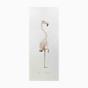 Alberto Mastroianni, Flamingo, Lithograph, 1970s