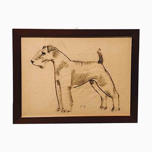 Sirio Tofanari, Fox Terrier, Drawing, 1920s