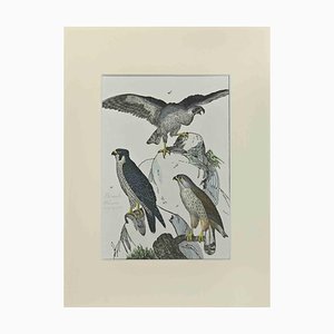 Johann Friedrich Naumann, Falcons, Etching, 1840