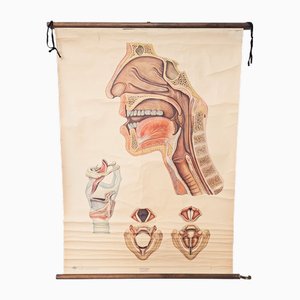 Poster scolastico vintage Laringe, anni '40
