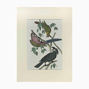 Johann Friedrich Naumann, Parrots, Etching, 1840