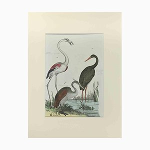 Johann Friedrich Naumann, Flamingo, Etching, 1840