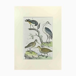 Johann Friedrich Naumann, Woodcock, Etching, 1840