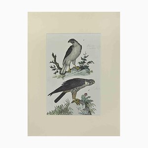 Johann Friedrich Naumann, Singing Falcon, Etching, 1840