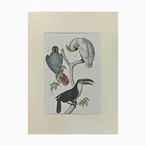 Johann Friedrich Naumann, Cockatoos, Etching, 1840