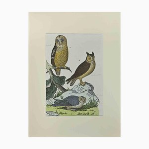 Johann Friedrich Naumann, Owls, Etching, 1840