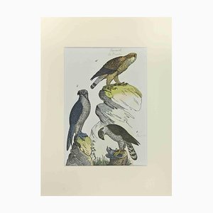 Johann Friedrich Naumann, Buzzard, Etching, 1840