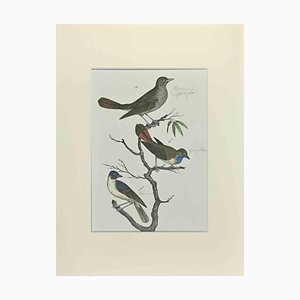 Johann Friedrich Naumann, Nightingale, Etching, 1840