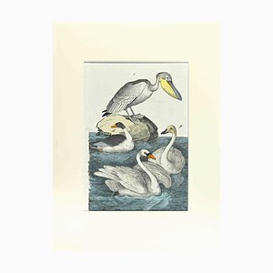 Johann Friedrich Naumann, Pelican, Etching, 1840