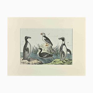 Johann Friedrich Naumann, Macarena and Penguin, Etching, 1840