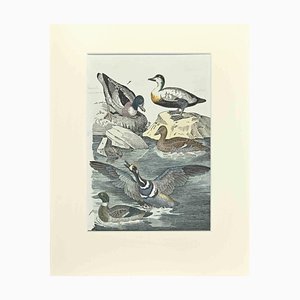 Johann Friedrich Naumann, Ordinary Duck, Etching, 1840