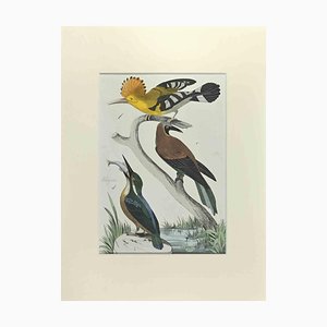 Johann Friedrich Naumann, Cockatiel, Etching, 1840