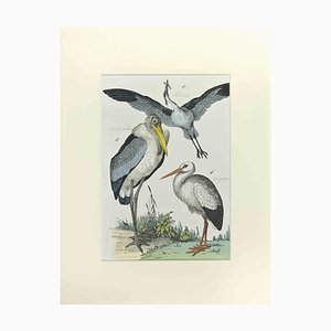 Johann Friedrich Naumann, Heron and Stork, Etching, 1840
