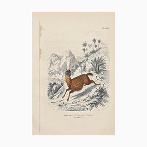 Paul Gervais, Alpaca, Original Lithograph, 1854