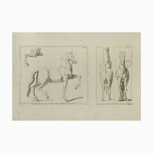 Jean François Poletnich, Pferdestudie, Tafel 80, Radierung, 18. Jh.