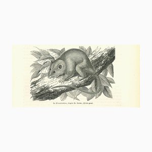 Paul Gervais, El ratón, Litografía original, 1854