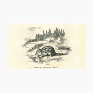 Paul Gervais, Spermophilus, Original Lithograph, 1854
