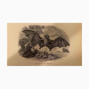 Lithographie Originale, Paul Gervais, Roussette Vulgaire, 1854