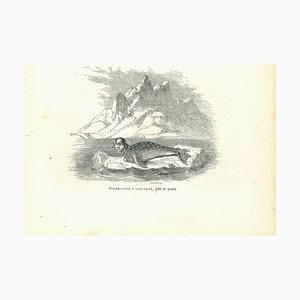 Paul Gervais, El sello, Litografía original, 1854