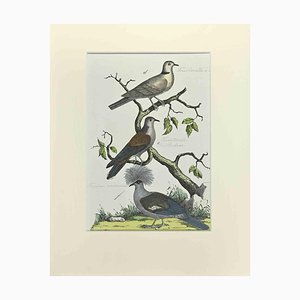 Johann Friedrich Naumann, Tourtorelle mit Halskette, Radierung, 1840