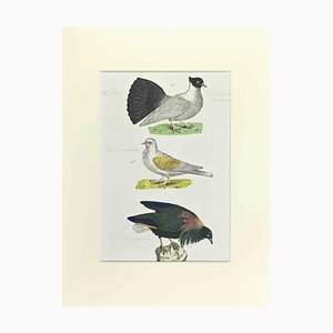 Johann Friedrich Naumann, Pigeon with Fan Tail, Etching, 1840