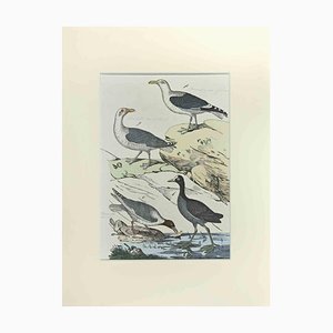 Johann Friedrich Naumann, Seagull, Etching, 1840