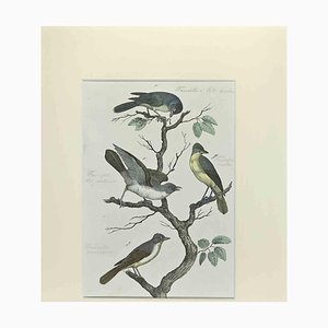 Johann Friedrich Naumann, Black-Headed Faurette, Etching, 1840