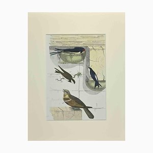 Johann Friedrich Naumann, Swallows, Etching, 1840