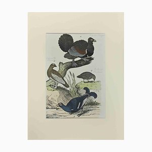 Johann Friedrich Naumann, Wood Rooster, Etching, 1840