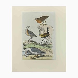 Johann Friedrich Naumann, Gull, Etching, 1840