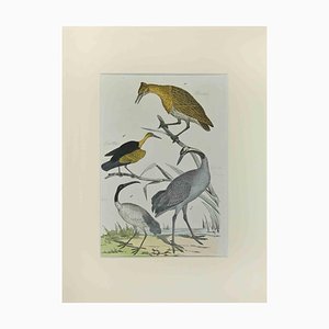 Johann Friedrich Naumann, Bittern, Etching, 1840