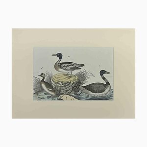 Johann Friedrich Naumann, Ducks, Etching, 1840