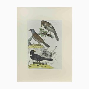 Johann Friedrich Naumann, Thrush, Etching, 1840