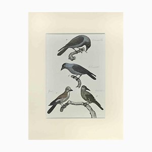 Johann Friedrich Naumann, Corbeau, Eau-forte, 1840