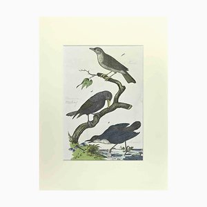 Johann Friedrich Naumann, Starling, Etching, 1840