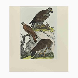 Johann Friedrich Naumann, Red Kite, Etching, 1840