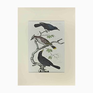 Johann Friedrich Naumann, Black Bird, Etching, 1840