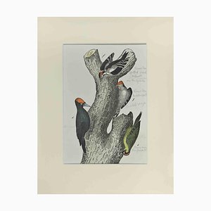 Johann Friedrich Naumann, Spotted Woodpecker, Etching, 1840