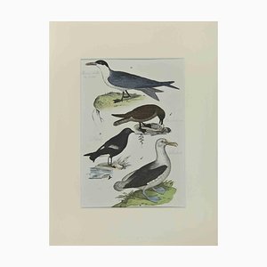 Johann Friedrich Naumann, Albatross, Etching, 1840