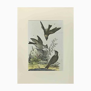 Johann Friedrich Naumann, Woodlark, Etching, 1840