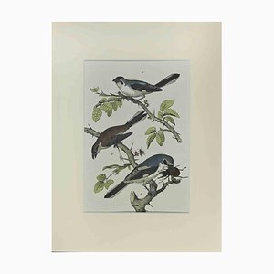 Johann Friedrich Naumann, Little Blue Birds, Etching, 1840