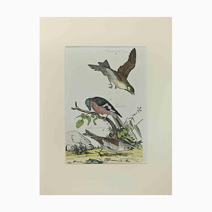 Johann Friedrich Naumann, Finch, grabado, 1840