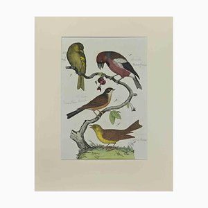 Johann Friedrich Naumann, Green Finch, Etching, 1840