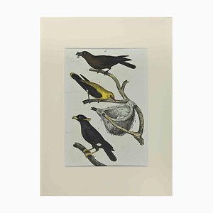 Johann Friedrich Naumann, Blackbird, Etching, 1840