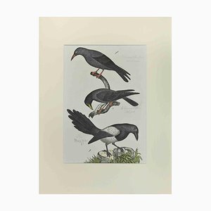 Johann Friedrich Naumann, Alpine Crow, Etching, 1840