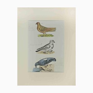Johann Friedrich Naumann, Pigeons, Etching, 1840