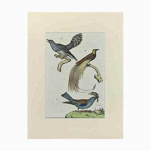 Johann Friedrich Naumann, Birds with Particular Tail, Etching, 1840
