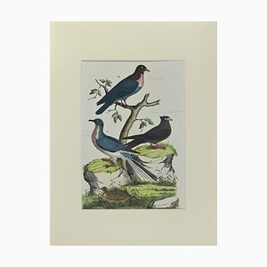 Johann Friedrich Naumann, Wood Pigeon, Etching, 1840